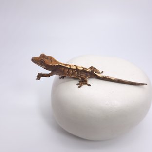 세이블 100%헷아잔틱