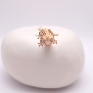 까르야화