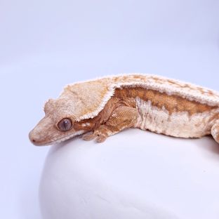 바몬