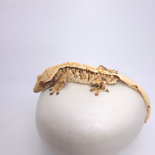 트라이 익스트림할리퀸 화이트스팟