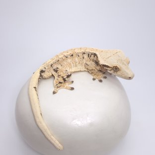 트라이 드리피 화이트스팟