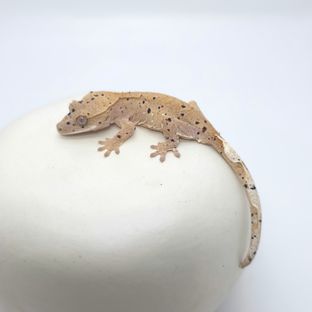 달마시안 슈퍼달마시안