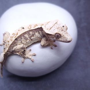 221227딸기나비