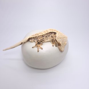 트라이 드리피 화이트스팟