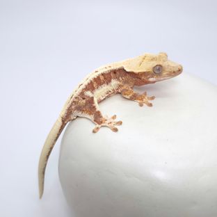 릴리100%헷아잔틱