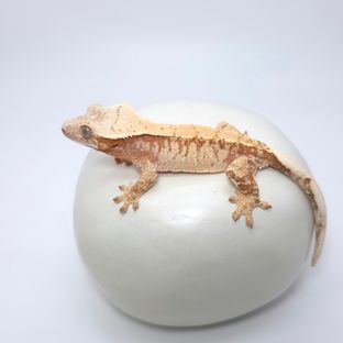말랑루비암