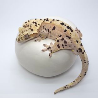 슈퍼달마시안