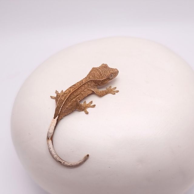 옐로우 팬텀 달마시안