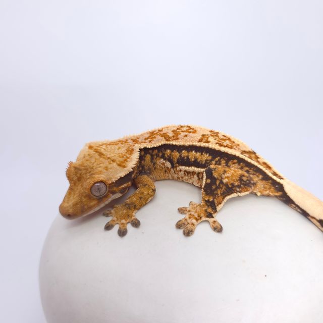 트라이