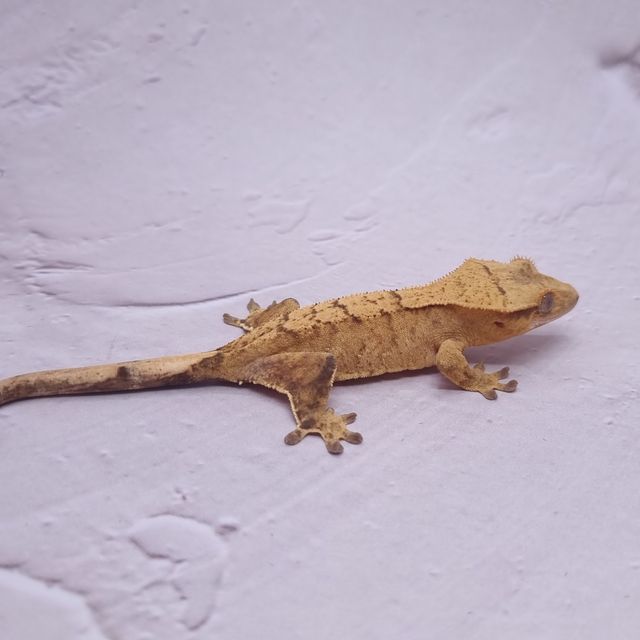 옐로우 브린들