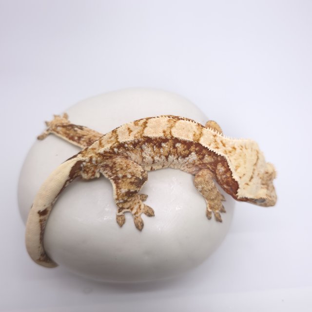 레드 트라이 익스트림할리퀸 화이트스팟