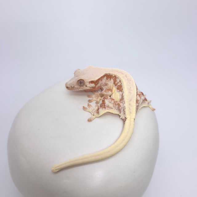 레드 릴리화이트