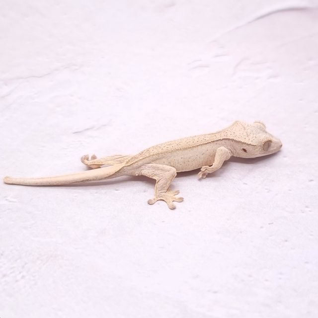 팬텀 옐로우 크림