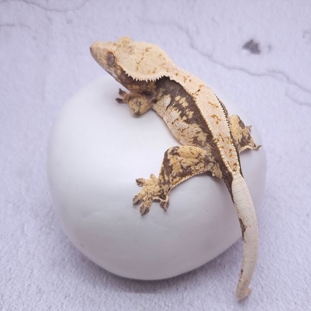 쿼드 핀스트라이프