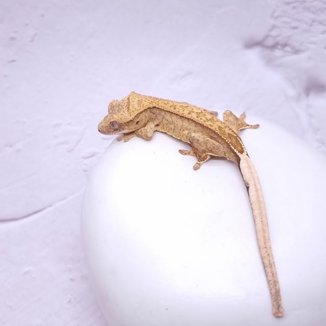 팬텀 옐로우 크림시클