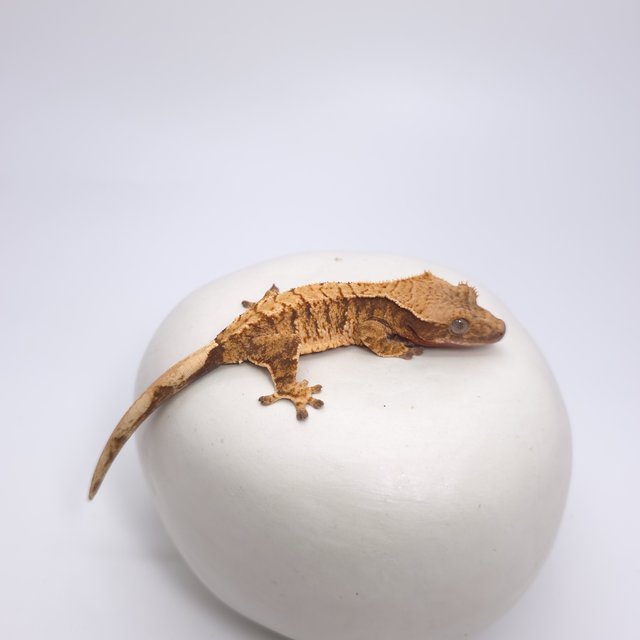 트라이 드리피 화이트스팟