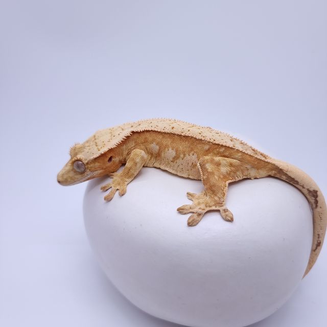 크림 크림시클