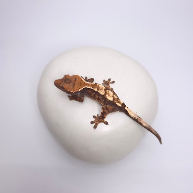 세이블 100%헷아잔틱