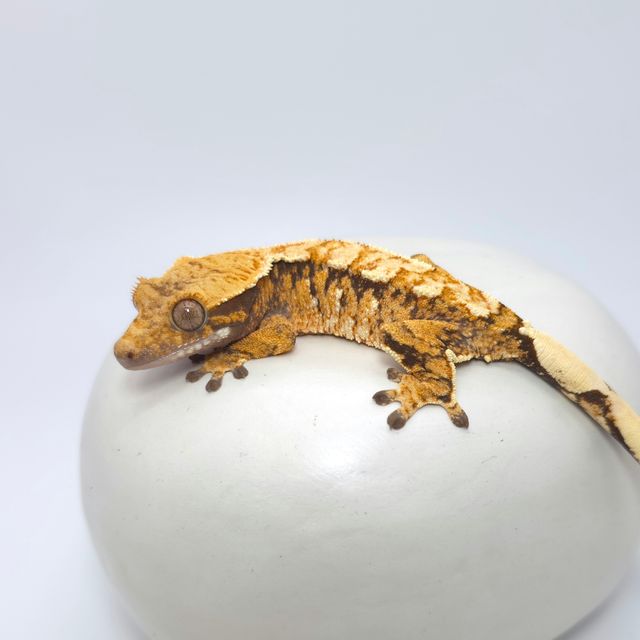 트라이 익스트림할리퀸