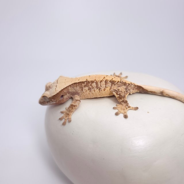 드리피 화이트스팟 레드