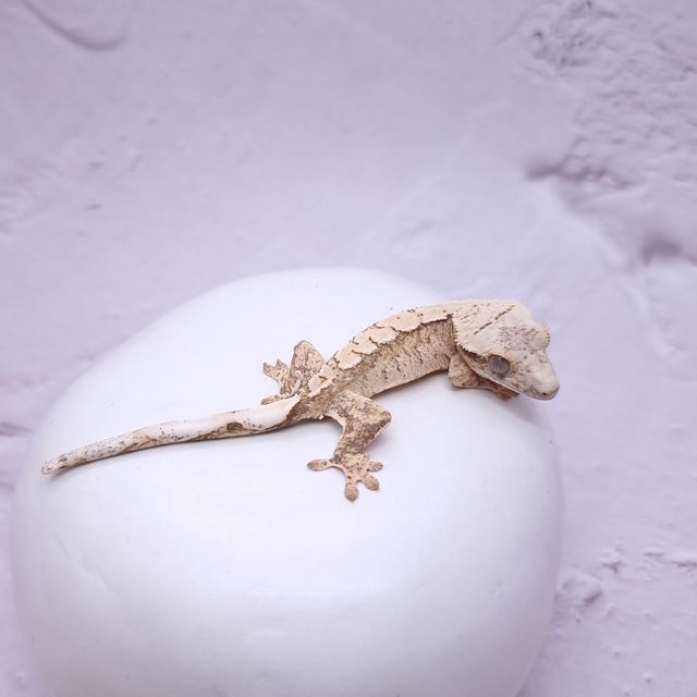 크림 크림시클