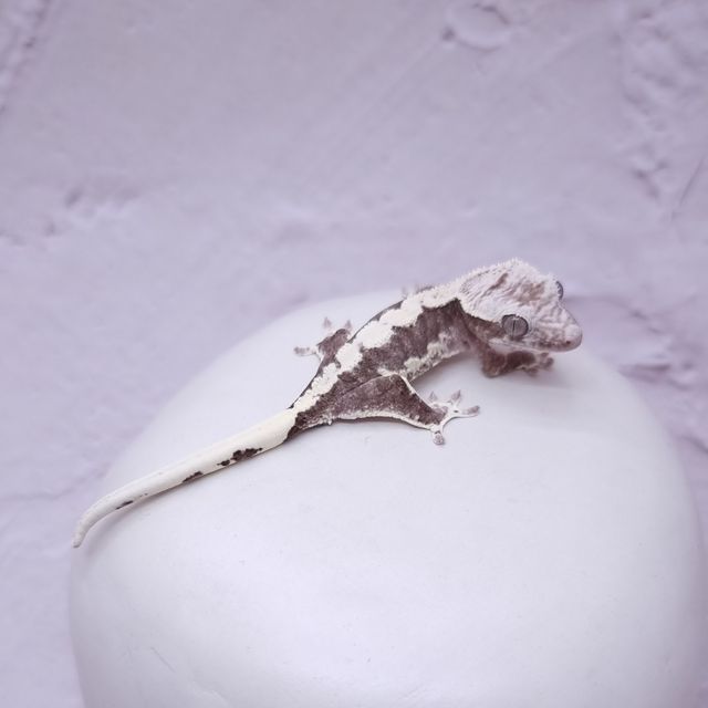 릴잔틱