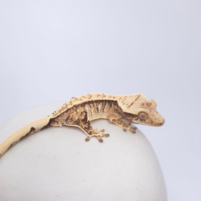 트라이 드리피 화이트스팟