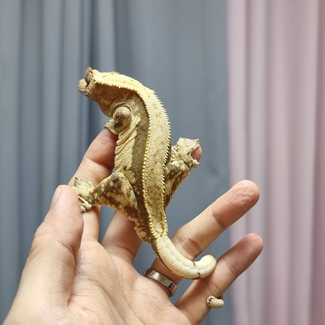 쿼드 풀핀