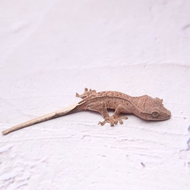 팬텀 옐로우 크림