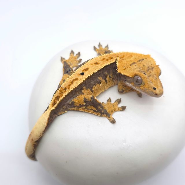 100%헷아잔틱 풀핀