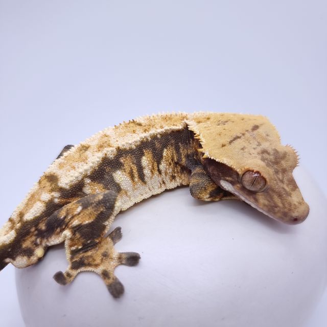 바브 트라이 익스트림할리퀸