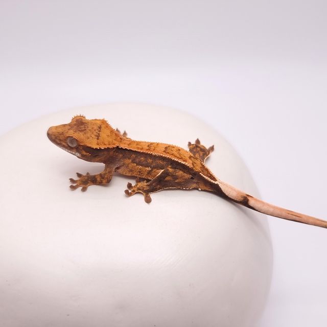 핀스트라이프
