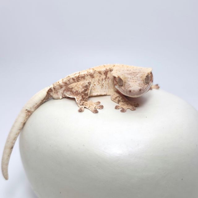 레드 드리피 화이트스팟