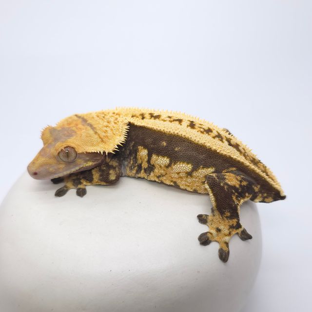 다크 블랙 슈퍼스트라이프