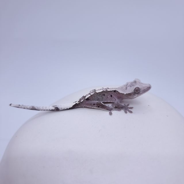 아잔틱 달마시안