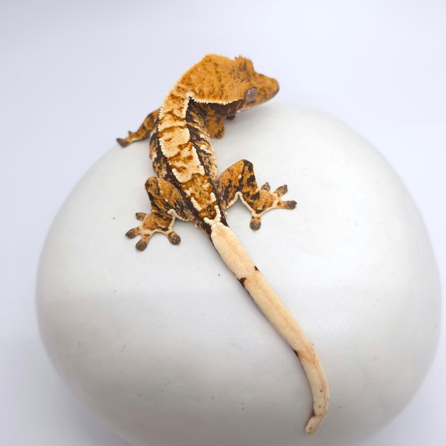 트라이 익스트림할리퀸 텐저린