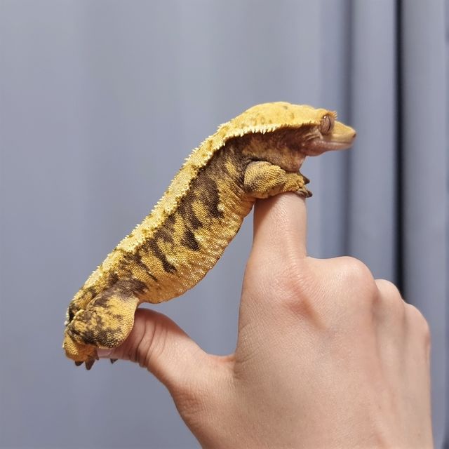 트라이 익스트림할리퀸