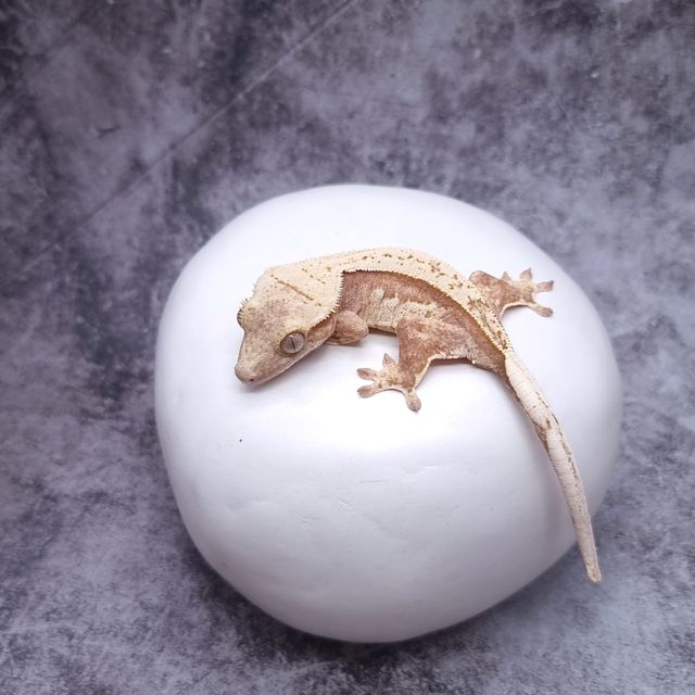 레드 핀스트라이프