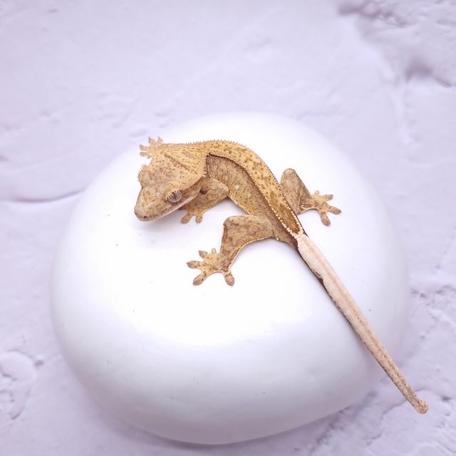 팬텀 옐로우 크림시클