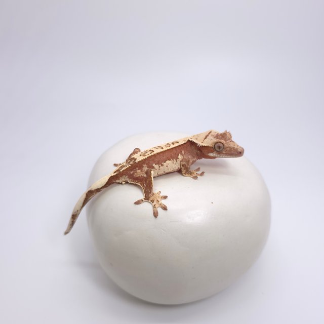 레드 핀스트라이프