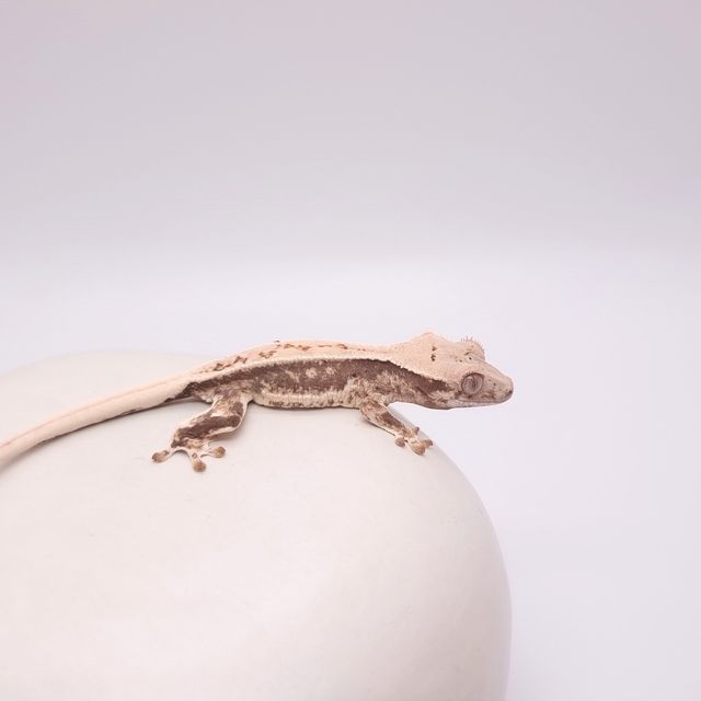 릴리화이트