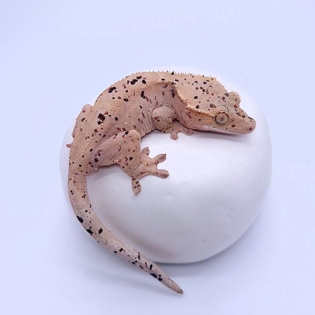 슈퍼달마시안
