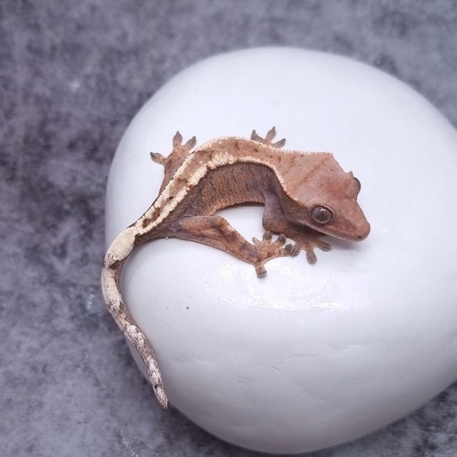 세이블