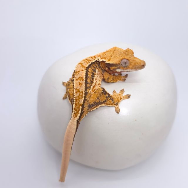 트라이