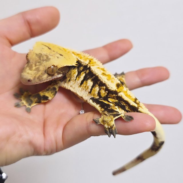 바브 트라이 익스트림할리퀸