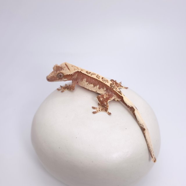 레드 핀스트라이프