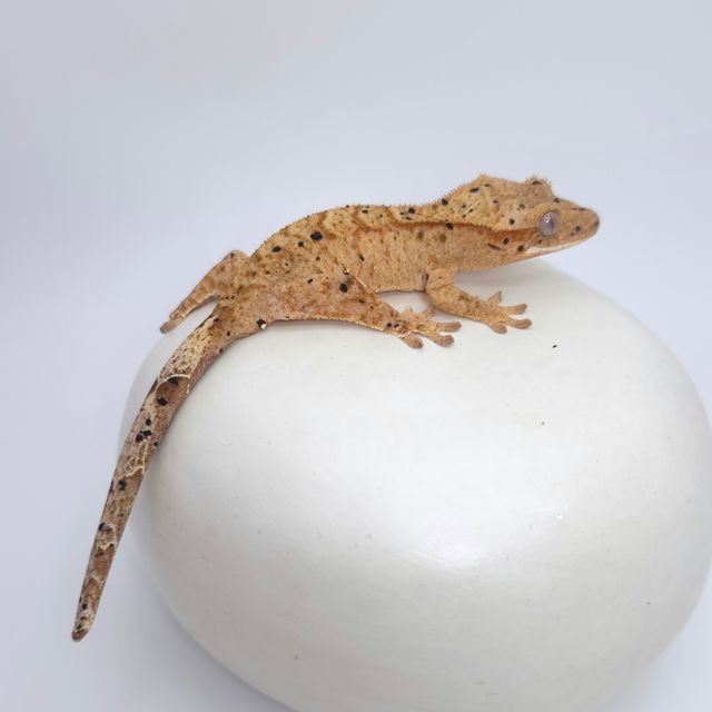 달마시안 슈퍼달마시안