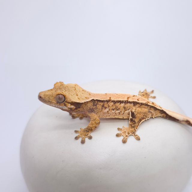 트라이