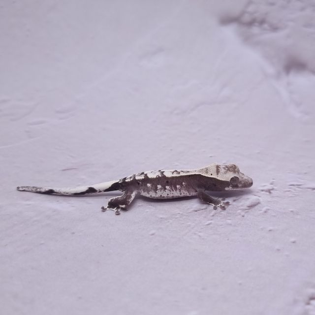 아잔틱