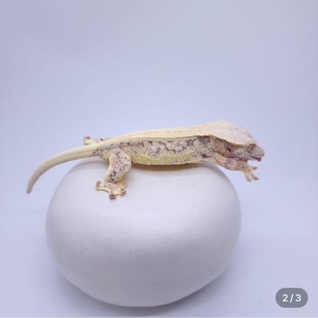노멀 릴리화이트
